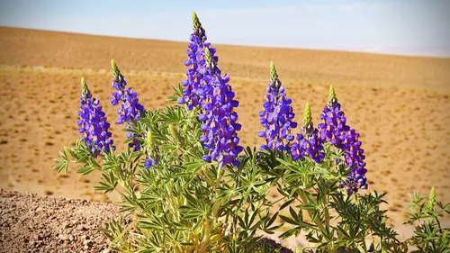 Atacama en fleurs : une escapade rare au Chili