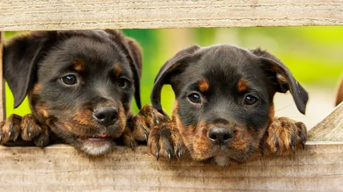 Seine-et-Marne : une femme condamnée pour avoir jeté des chiots...