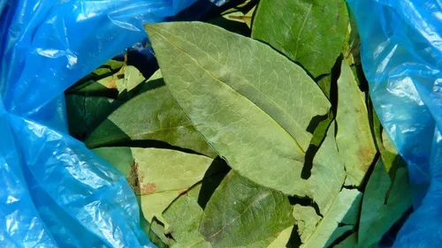 Vers une légalisation de la cocaïne en Colombie ?