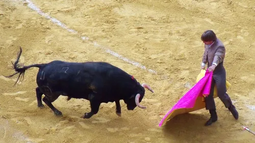 Au Mexique, un torero gravement blessé lors d'une corrida.