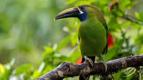 On se met au vert à Montezuma, au Costa Rica !