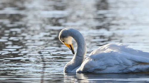 Un cas de grippe aviaire découvert dans la Nièvre
