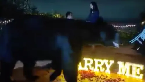 Mexique : un ours s’incruste lors d’une demande en mariage (VIDEO)