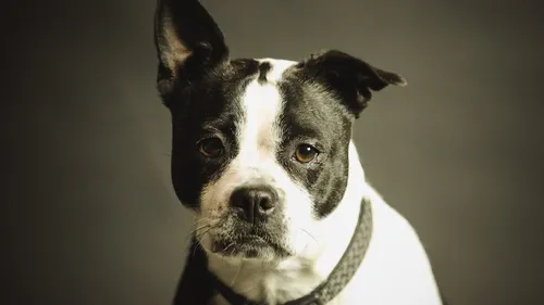 Journée internationale du chien 2026 : où fêter l'événement à Paris ?