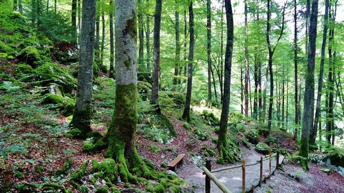 Dordogne : le risque de feux de forêts modéré dès ce mercredi 