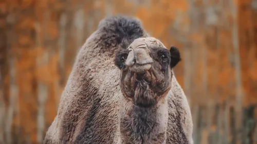 Loir-et-Cher : 305 animaux recueillis à la ferme des oliviers