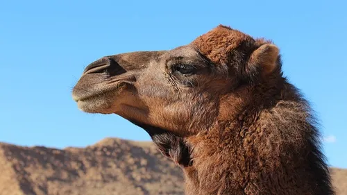Dromadaires, Halle Eiffel et escape game… : trois idées de sortie...