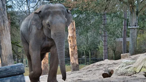 Haute-Vienne : Elephant Haven a accueilli Gandhi, son premier...