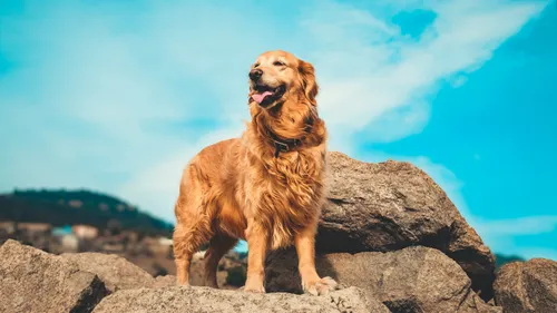 En termes d'émotions, nous ne sommes pas si éloignés des golden...