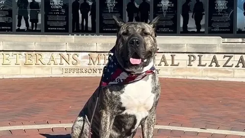 Ethan The Dog : quand un chien inspire une loi et un film