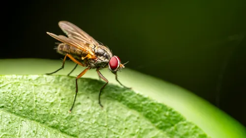 Les Etats-Unis vont larguer des milliards de mouches sur le Mexique !