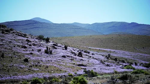 Au Chili, le désert de l'Atacama se couvre de fleurs.