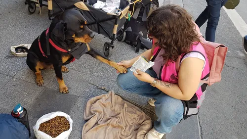 La Rochelle : Gamelles Pleines aide les SDF et leurs animaux