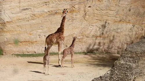 Zoo du bassin d’Arcachon : naissance d’un girafon, les internautes...