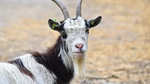 Seine-et-Marne : 6 mois de sursis pour avoir violé une chèvre