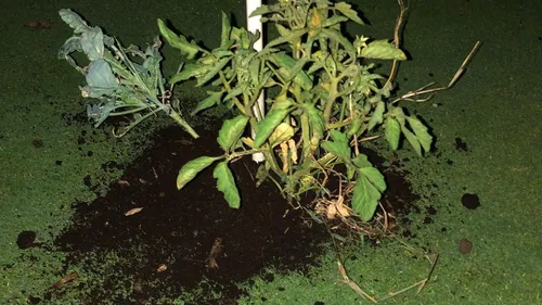 Haute-Vienne : des légumes plantés sur des terrains de golf par...