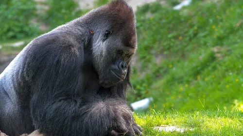 Bassin d’Arcachon : des gorilles accueillis au zoo dès le 16 mai 