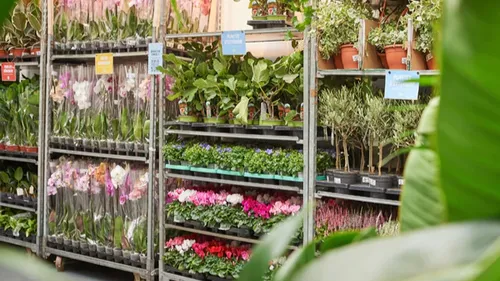 Plantes pour Tous arrive de manière permanente à Bord'eau Village