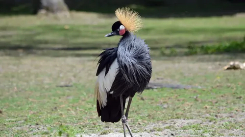 Après 400 ans d’absence, les grues font leur grand retour au...