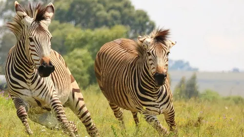 Une improbable chasse aux zèbres autour de Washington