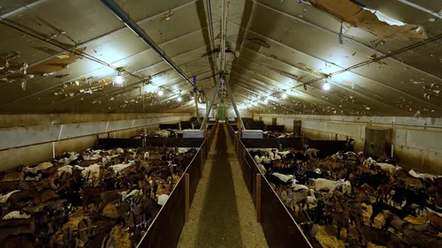 Saône-et-Loire : un élevage de chevreaux épinglé par l’association...