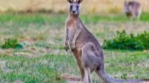Un kangourou en divagation à Ambarès-et-Lagrave, la mairie lance un...