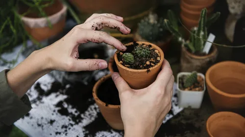 Le jardinage quotidien : un remède naturel pour le corps et l’esprit