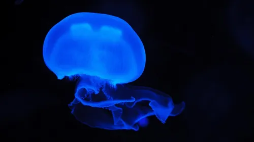 Sous l'horizon : expérience immersive