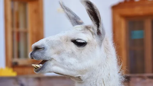 Huit chameaux et un lama en liberté dans les rues madrilènes