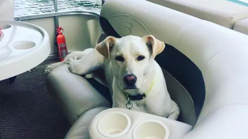 Un chien avale accidentellement un champignon hallucinogène (Vidéo)