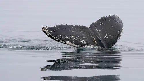 L’Islande s’apprête à tourner la page de la chasse à la baleine