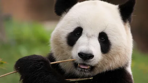 Les pandas géants vont mieux : comment la Chine a réussi à sauver...