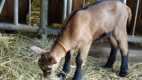 Saône-et-Loire : un élevage de chèvres visé par une plainte de...