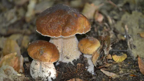 Champignons : « gare aux intoxications », prévient un spécialiste