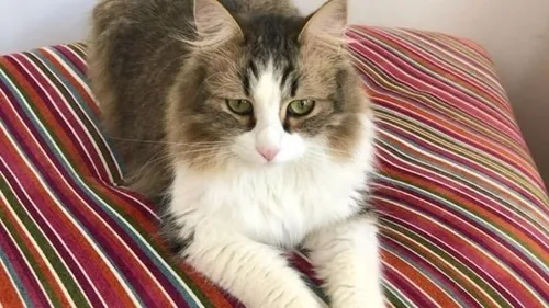 Chat écrasé : SNCF Voyageurs condamnée à 1000 euros d’amende