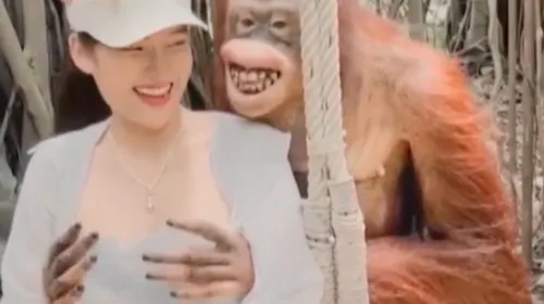Une touriste amusée par les mains baladeuses d'un orang-outan (vidéo)
