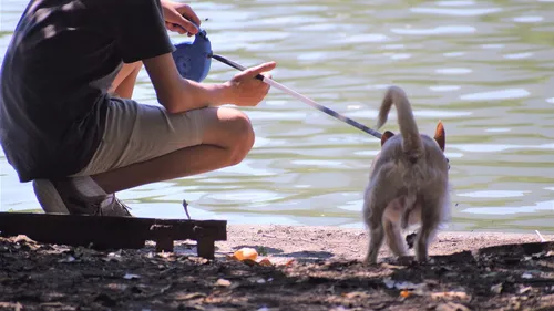 Un avocat et son chien, héros du ramassage de déchets au Chili 