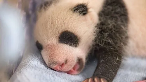 Zoo de Beauval : les jumelles panda fêtent leur un mois ! (VIDEO)