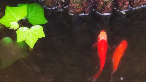 En Argentine, deux poissons rouges reconnus comme des êtres...