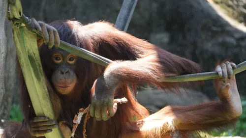 A Sumatra, une forêt est devenue le refuge de près de 200...
