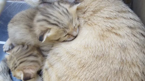 Parcs Zoologiques Lumigny : des bébés félins sont nés !