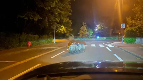 Guyancourt : un automobiliste tombe nez à nez avec… une famille de...