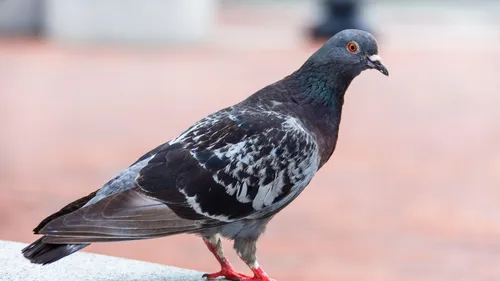 Des pigeons entraînés à détecter le cancer : une expérience...