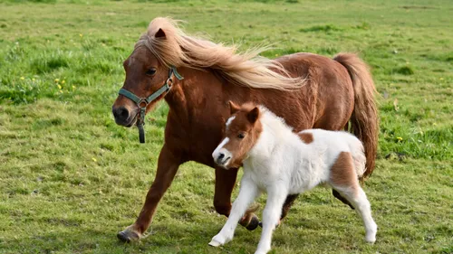 Paris : les balades à poney bientôt interdites au nom du bien-être...