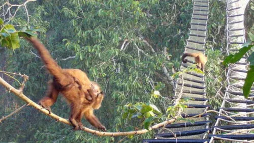 En Amérique du Sud, des ponts dans les arbres pour sauver les animaux