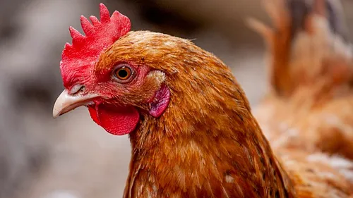 Pollution : l’ARS déconseille de consommer les oeufs de poulaillers...