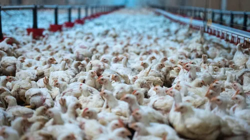 Sarthe : un élevage de poulets épinglé par L214