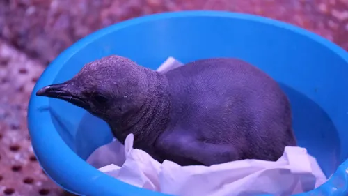Deux manchots royaux sont nés à l’aquarium de Sea Life Paris