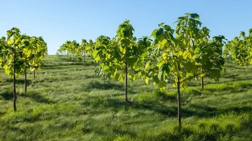 Dossier environnement (4/5) : AB Paulownia vante un arbre «...