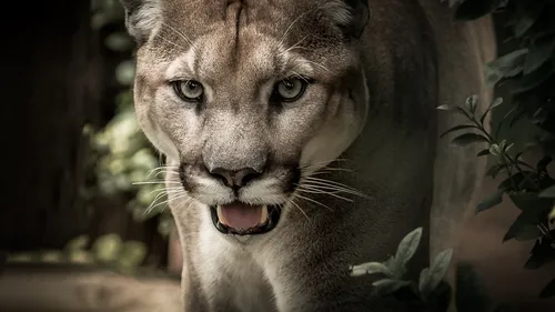 Un puma attaque un enfant de 5 ans, la mère le sauve in-extremis